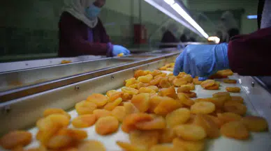 Sarsıntının Vurduğu Malatya’da Kayısı Yüz Güldürdü