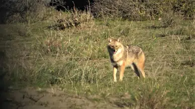 Serengeti Değil, Kızılırmak Deltası