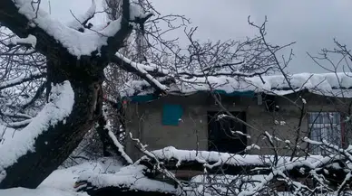 Şırnak’ta Fırtına Nedeniyle Ağaç Devrildi