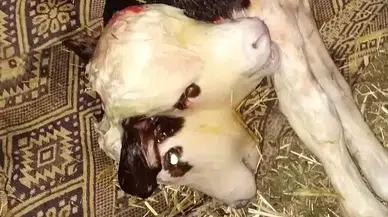 Tokat’ta Çift Başlı Buzağı Doğdu