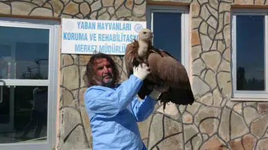 Van’da Bu Yıl 210 Yaban Hayvanı Tabiata Kazandırıldı