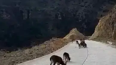 Yaban Keçileri Gümüşhane’yi Mesken Tuttu