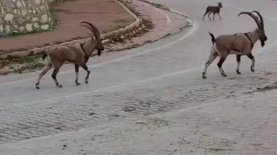 Yaban Keçileri Kent Merkezine İndi
