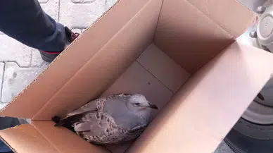 Yaralı Martıyı İtfaiye Kurtardı
