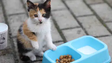 Yemek Artıkları ile Sokak Hayvanlarına Özel Mama Ürettiler
