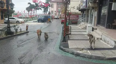 Zelzeleden Çabucak Sonra Sokakta Çok Sayıda Köpek Gözlendi