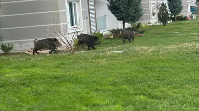 Aç Kalan Domuzlar Kente İndi
