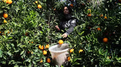 Adana’da Yetişen Portakallar Dünyanın Dört Bir Yanına İhraç Ediliyor