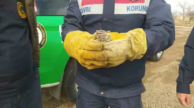 Adana’dan Gelen Davetsiz Konuk Yetkililere Teslim Edildi