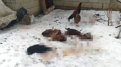 Başıboş Köpeklerin Saldırdığı Kümes Hayvanları Telef Oldu