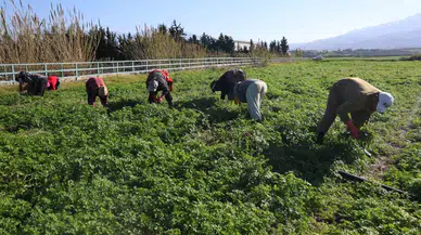 Beşerler Zehirlenmesin Diye Personeller Günlerce Mesai Yapıyor