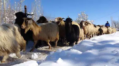 Besicilerin Şiddetli Kış Mesaisi Başladı