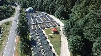 Burada Yetiştirilen Milyonlarca Alabalık Türkiye’nin Farklı Yerlerinde Orman İçi Sulara Bırakılıyor