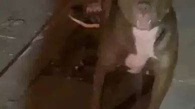 Cihangir’de Dehşet Dolu Anlar Kamerada: Tartıştığı Kişinin Üzerine Pitbull Köpeğini Saldırttı