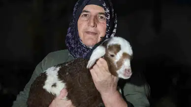 Elazığ’da Yeni Yılın Birinci Kuzuları Dünyaya Geldi