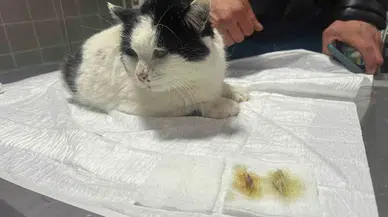 Endoskopi Yapılan Kedinin Midesinden Çıkanlar Pes Dedirtti