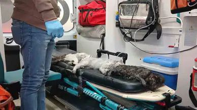 Esenyurt’ta Bir Meskende Çıkan Yangın 4 Yaşındaki Çocuğun Dikkatiyle Annesi ve 8 Evcil Hayvan Kurtuldu