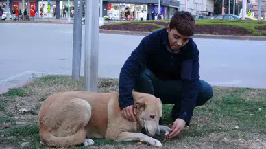 Evsiz Gencin En Düzgün Arkadaşı Sokak Hayvanları Oldu