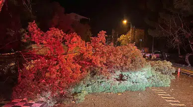 Ezine’de Fırtına Nedeniyle Ağaç Devrildi, Kapanan Yol Belediye Takımlarınca Açıldı