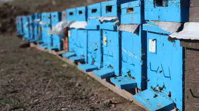 Global Isınma Arıları da Uyutmadı, Tehlike Kapıda