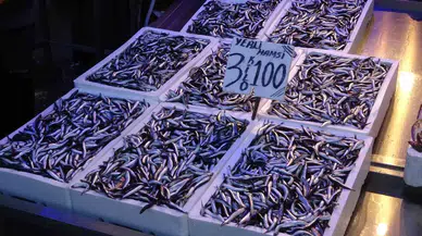 Hamsi İhracatından İki Yılda Yaklaşık 25 Milyon Dolar Döviz Geliri Elde Edildi