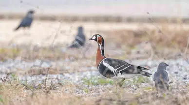 İznik Gölü’nde Sibirya Hafriyat Fotoğraflandı