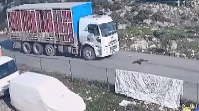 Kamyon Köpeği Ezdi, O Anlar Kameraya Yansıdı