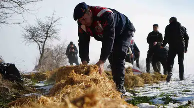 Karla Kaplı Yaylada Yiyecek Bulamayan Yılkı Atları İçin Takımlar Devrede