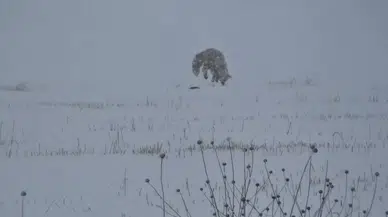 Kars’ta Tilkilerin Av Mesaisi Başladı