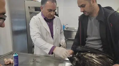 Kartal Belediyesi Veteriner İşleri Müdürlüğü Takımları Yaralı Akbabayı Tedavi Altına Aldı