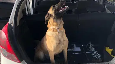 Kaybolan Köpeğini Bulana 10 Bin Lira Ödül Verecek