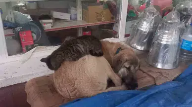 Kedi ’En Olmadık Yerde’ Isınmaya Çalıştı