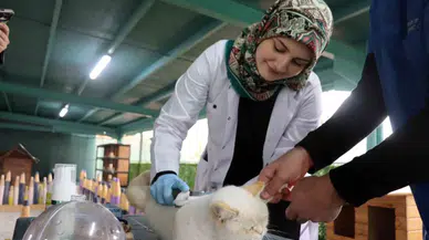 Kedi Kasabasının İstekli Veterinerleri