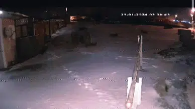 Kente İnen Aç Kurtlar Köpeğe Saldırdı