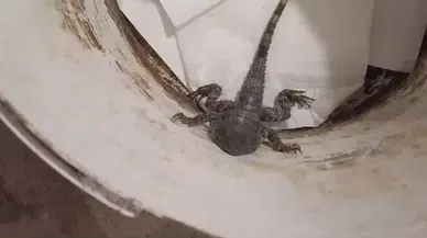 Kertenkele Sandı, Gerçek Çok Diğer Çıktı