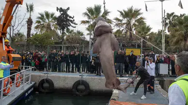 Kıyıya Vuran Köpek Balığının Jenerasyonu Tehlike Altında Çeşit Olduğu Belirlendi