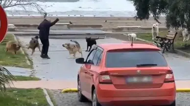 Köpeklerin Vatandaşa Saldırma Anı Kamerada