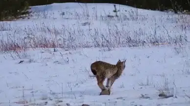 Kuşağı Tükenme Tehlikesi Altındaki Vaşak, Yavrularıyla Görüntülendi