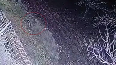 Kuşağı Tükenme Tehlikesi Olan Çizgili Sırtlan, Gaziantep’te Kameraya Yakalandı