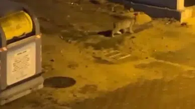 Kuşağı Tükenmekte Olan Vaşak Bolu Sokaklarında Görüntülendi