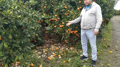 Lüks Marketlerde 25 TL’ye Satılan Mandalinayı Bedavaya Dağıtsa da Toplayan Bulamıyor