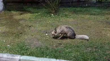 Müdavim Tilki İş Başında