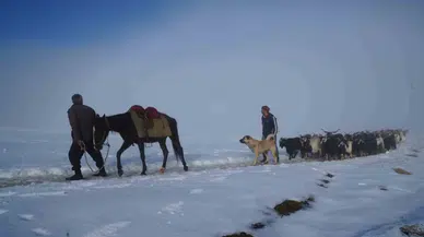 Muş’ta Keçi Sürüsünün Kar Üzerinde 4 Saatlik Güçlü Seyahati Hoş Manzaralara Sahne Oldu