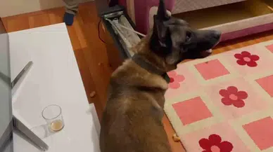 Narkotik Köpeği Elektrik Sobadaki Uyuşturucu Bu türlü Buldu