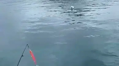 Oltaya Balık Yerine Martı Takıldı