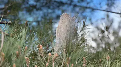 Ormanlarda ’Çam Kese Böceği’ Tehlikesi