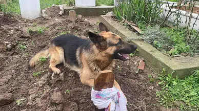 (Özel) Evladı Üzere Baktığı Köpeği 52 Gündür Mezarından Ayrılmıyor