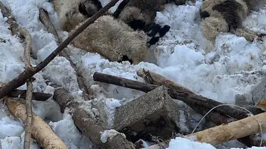 Şemdinli’de Kardan Çöken Ahırda 7 Küçükbaş Hayvan Telef Oldu