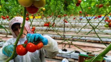 Seracılığın Merkezi Hollanda’ya Manisa Seralarından Domates İhracatı