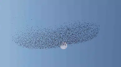 Sığırcık Hoşluğu: Gökyüzünde Kalp Çizdiler